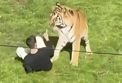 【悲報】英国陽キャ、動物公園トラの飼育エリア侵入し死亡
