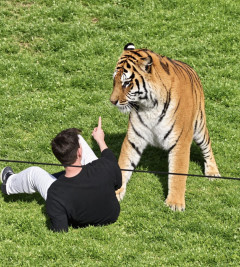 【英国】野生動物公園でトラの飼育エリアに入った男性、襲われ死亡…　警察「痛ましい映像、共有しないよう」呼びかけ  [煮卵★]