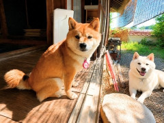 外国人「癒される宿泊だね」Animamilleが135年の日本家屋で柴犬と過ごしてる