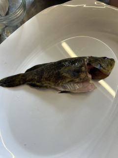 【画像】この魚の名前教えて