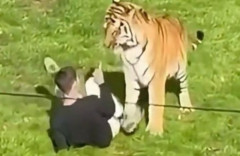 英国の野生動物公園でトラの飼育エリアに入り込んだ男性、襲われて死亡