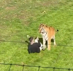 【イギリス】動物公園でトラ飼育エリアに侵入した男性が襲われて死亡