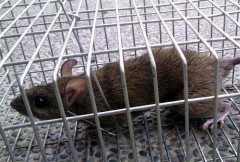 【悲報】東京・新宿のネズミさん、ガチで限界突破してしまうｗｗｗｗｗｗｗｗｗｗ