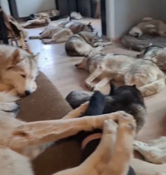 【動画】ハスキー犬「おっ？人間さんが本読むの辞めたから散歩やね」