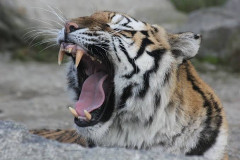 【悲報】イギリス人、野生動物公園で『トラの飼育エリア』に入った結果・・・・