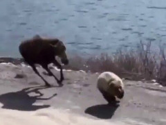 クマを追い回すヘラジカ、湖畔の建物の前を2頭が全力疾走「逃げろクマ、逃げろおおお」【海外の反応】