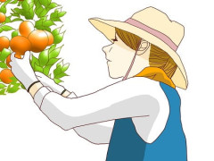 【稼げる農業】JA関係者「みかん農家は頑張れば年収2000万稼げる。都会で稼ぐよりいいのではないか？」