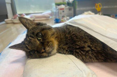 【悲報】シバター、20歳の愛猫が寝たきりに「いよいよだなっていうのが分かって、ちょっと泣いちゃって」