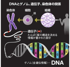 【悲報】「遺伝子格差」という現代で最も大きな格差、徐々に認知され始める