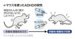 【速報】福井大学、ADHD症状を改善する化学物質を発見。発症の契機となるタンパク質も突き止める