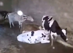【動画】牛舎の中の殺牛。仲間を窒息させてしまう牛が撮影される。