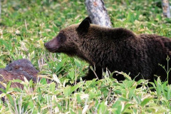 【悲報】男さん、朝の玄関先で突然クマに襲われてしまった結果・・・・・