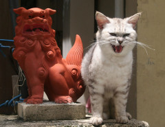 【画像】猫は怒ってもかわいい【再】