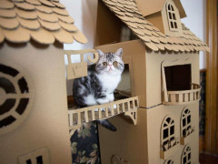 私の結婚式の二次会に参加予定だった友達「猫が亡くなったから二次会を欠席したい」お悔やみの言葉と「了解」って一応言ったけど、正直「猫ぐらいで？」って感じ。私は冷たいのかな？