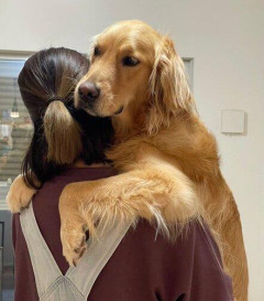 【悲報】ゴールデンレトリバーとかいう人間大好きすぎる犬