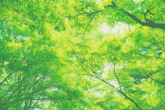 細部を見ず全体だけを見ると、この表現はアスペルガー症候群の人に当てはまるな。