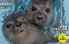 【超悲報】オランダの『アザラシ動物園』、経営難で破産申請するかも…という所に追い込まれている模様…　Xで寄付金募集へ