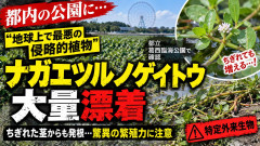 東京都「てーへんだぁ！てーへんだぁ！千葉・印旛沼から奴が来た！」地球最悪の植物、東京湾に大量漂着
