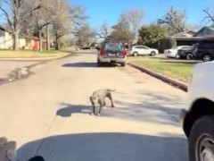 【危険】 住宅街に野犬の群れが現れた。通報を受けた警官が現場に急行する！ → 結果…
