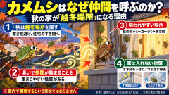 【悲報】「キモっ！」「恐怖」「だめー！」「くさっ」カメムシが各地で増加中！放置すると仲間を呼び寄せ、家が“越冬場所”になる恐れも