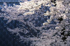 【モヤモヤ】街コンでできた彼氏に1週間でフラれた。「結婚前提に付き合おう」っていうから収入と貯金を聞いたらキレられた。意味が分からない。