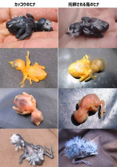 【画像】托卵で有名なカッコウさん、どうしても子育てしたくなくて新種を捻り出すｗｗｗ