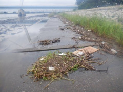 【速報】『地球最悪の侵略植物』、東京湾に大量漂着