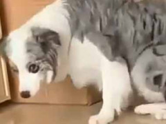 友人が犬を連れて我が家にやってきた。あれ？どこいったのかな？ → うちの猫はこうなった…