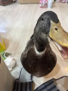 ワイの鳥さんをおんJ民みんなで愛でるスレ（※画像あり）