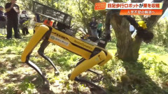 栗を拾う4足歩行ロボット、高知工科大学教授「想像以上にスムーズ」…人手不足解決へ！