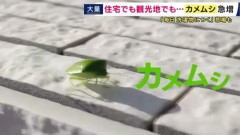 「キモっ！」「恐怖」「だめー！」「くさっ」   カメムシが増加中　放置すると仲間を呼んで越冬する恐れも… 注意すべき点は
