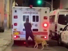 飼い主を乗せたという救急車を夜道で追いかける犬、後ろのドアを開けてもらって飛び乗る「ワンコを10cc、大至急！」【海外の反応】