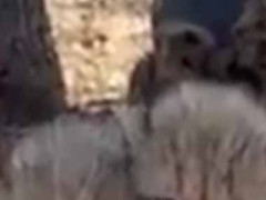 庭に野生の子猫が３匹現れた。近づいて様子を見てみた → ママが来る前に離れることにした…