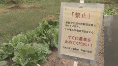 【悲報】彡(^)(^)「白菜は河川敷の畑から盗むとええで」