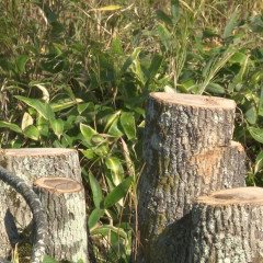 【北海道】「良い写真撮りたくてチェーンソーで切り倒した」線路脇の樹木を無断伐採し列車往来に危険を生じさせた疑い『撮り鉄』の男を送検