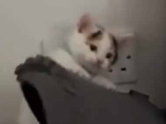 かわいい彼女はいつもそこから脱走していた。そんなに苦労してまでどうして？→ その理由はこちらです…