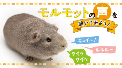 【反則級のかわいさ】モルモットの鳴き声、想像以上にキュートだった！