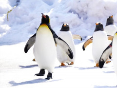【朗報】「南極でペンギンを数える仕事」月収最大約2,500ユーロ