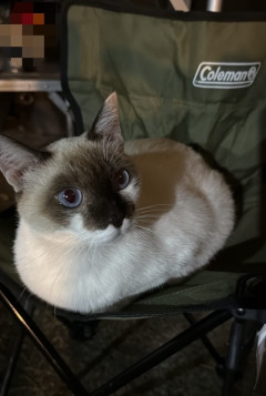 野良猫として庭に住み着いてたシャム猫さん　凄まじい奇跡が起きる