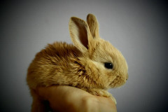 ブログのネタになると思ってウサギを飼ったけど後ろ足が動かなくなってしまった。『人でなし』と言う人がいるけど、安楽ﾀﾋは間違ってないよね？,,