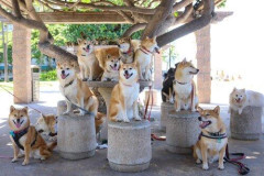 【画像】シバイヌ「柴犬オフ会楽しすぎるワンね」