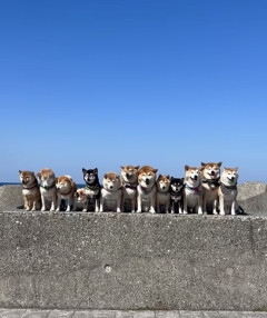 【画像】シバイヌ「柴犬オフ会楽しすぎるワンね」