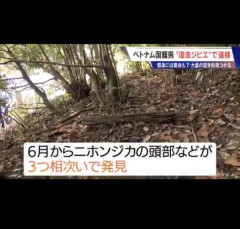 【画像】ベトナム人「日本人はなぜ山に落ちてる鹿食べないですか？」→逮捕