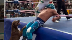 オンリーメキシコ！野外プロレスに犬が乱入。試合に参加し会場を盛り上げる