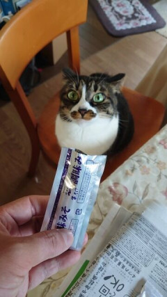 初めて明るい部屋で起きている我が子と対面したら、目の色がブルーグレーだった。俺「えっ？何で？アルビノ？取り違え？」嫁（うつむく）→俺は閉鎖病棟に入ることに・・・