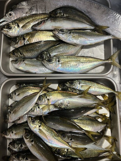 【画像】魚釣り行った