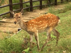 【画像】ベトナム人「日本人はなぜ山に落ちてる鹿食べないですか?」→逮捕される