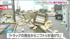 「3000羽のニワトリ」積んだトラックが荷崩れ　1000羽以上が逃げ出す