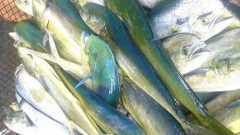 【朗報】北海道、サケが漁れなくなった代わりに「マヒマヒ」が大漁に