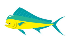 サケ不漁の北海道 代わってハワイの魚マヒマヒ、フグ大漁　海水温上昇が一因か
